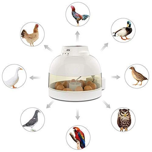 Budget Mia's Pet Supply Life Basis Egg Incubator for Chicken Coops | Reliable & Efficient Hatching Solution 2 Mia's Pet Supply Life Basis Egg Incubator