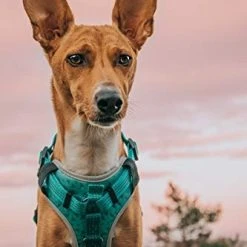 Mia's Pet Supply Embark Sports Dog Harness, Light And Breathable Design