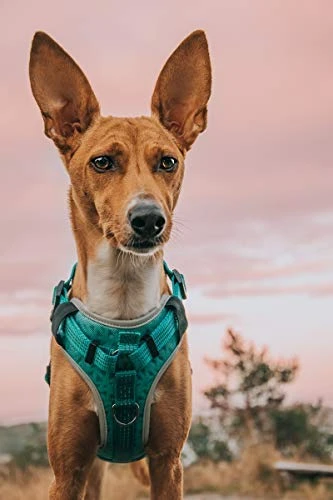 Mia's Pet Supply Embark Sports Dog Harness - Lightweight & Breathable Design for Dogs 2 Mia's Pet Supply Embark Sports Dog Harness, Light And Breathable Design