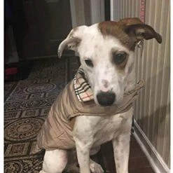 Mia's Pet Supply Apparel RINGLOOSE Dog Winter Coat Reversible