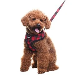 PUPTECK Soft Mesh Dog Harness with Leash - Comfortable & Adjustable for Small to Large Dogs 13 Mia's Pet Supply : PUPTECK Soft Mesh Dog Harness With Leash -