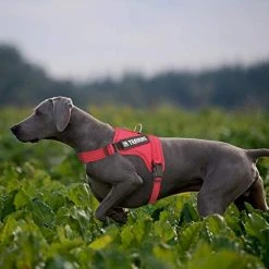 Mia's Pet Supply Leashes And Harness NOYAL In Training Dog Harness, Soft Breathable Mesh Dog Vest Harness