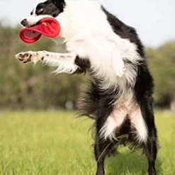 Mia's Pet Supply Pet Supplies : Pet Flying Discs : Nerf Dog Nylon Flying Disk Dog Toy, Large, Red : Dog Toys