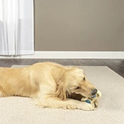 Mia's Pet Supply Dog Toys : PetSafe Forever Bone Dog Chew Toy, Treat Holding Nylon And Rubber Textured