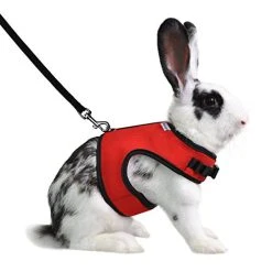 Mia's Pet Supply Rabbit Houses & Accessories : Niteangel Adjustable Soft Harness With Elastic Leash For Rabbits (L, Orange) :