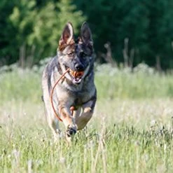 Mia's Pet Supply Dog Toys : PlayfulSpirit Durable Natural Rubber Ball On A Rope