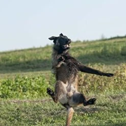 Mia's Pet Supply : COLLAR Floppy Dog Frisbee -