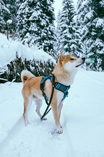 Mia's Pet Supply Embark Adventure Harness for Dogs - Durable & Comfortable Leash & Harness Set 5 Mia's Pet Supply Leashes And Harness : Embark Adventure Harness For Dogs