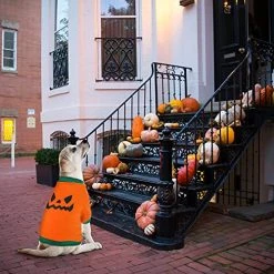 Mia's Pet Supply Apparel 5 Pcs Fall Halloween Dog Shirt Halloween