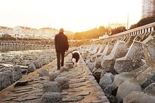 Mia's Pet Supply Dihapet Dog Harness & Service Vest - Top 10 Rated for Comfort & Safety 5 Mia's Pet Supply Dihapet Dog Harness, Service Dog Vest