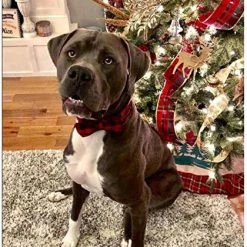 Mia's Pet Supply Pet Soft & Comfy Bowtie Dog And Cat Collar