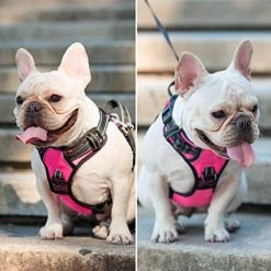 Mia's Pet Supply PoyPet No Pull Dog Harness - Reflective, No Choke Front Lead for Comfort & Safety 24 Mia's Pet Supply PoyPet No Pull Dog Harness, No Choke Front Lead Dog Reflective Harness Leashes And Harness