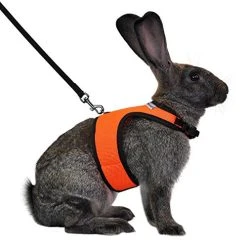 Mia's Pet Supply Rabbit Houses & Accessories : Niteangel Adjustable Soft Harness With Elastic Leash For Rabbits (L, Orange) :