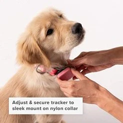 Mia's Pet Supply Leashes And Harness : Whistle GO/GO Explore/Twist & Go Pet Collars/Squirrel Grey/Medium-Large : Pet Supplies