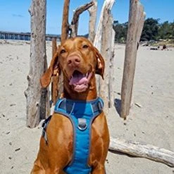 Mia's Pet Supply Embark Adventure Harness for Dogs - Durable & Comfortable Leash & Harness Set 16 Mia's Pet Supply Leashes And Harness : Embark Adventure Harness For Dogs