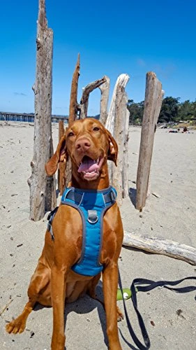 Mia's Pet Supply Embark Adventure Harness for Dogs - Durable & Comfortable Leash & Harness Set 6 Mia's Pet Supply Leashes And Harness : Embark Adventure Harness For Dogs