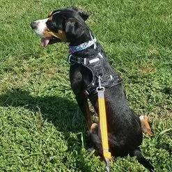 Mia's Pet Supply : Babyltrl Big Dog Harness No-Pull Adjustable Leashes And Harness