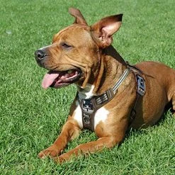 Mia's Pet Supply FIVEWOODY Tactical Dog Training Harness No Pulling Front Clip Leashes And Harness