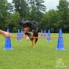 Mia's Pet Supply Training : Dog Agility Hurdle Cone Set